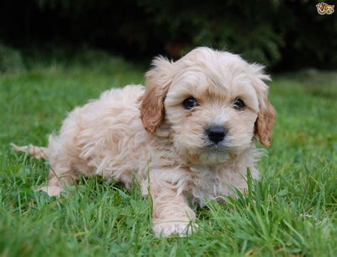 cabapo|Cavapoo Dog Breed Facts & Information 